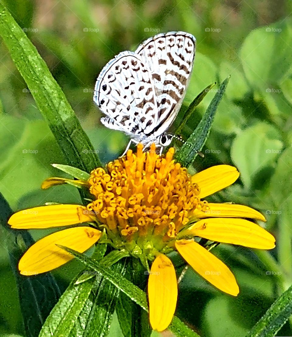 "Tiny butterfly on yellow flower". Cassius blue, Leptotes cassioides, a small fluttering butterfly that catches everyone's attention.  They go from flower to flower, pollinating as they extract nectar.