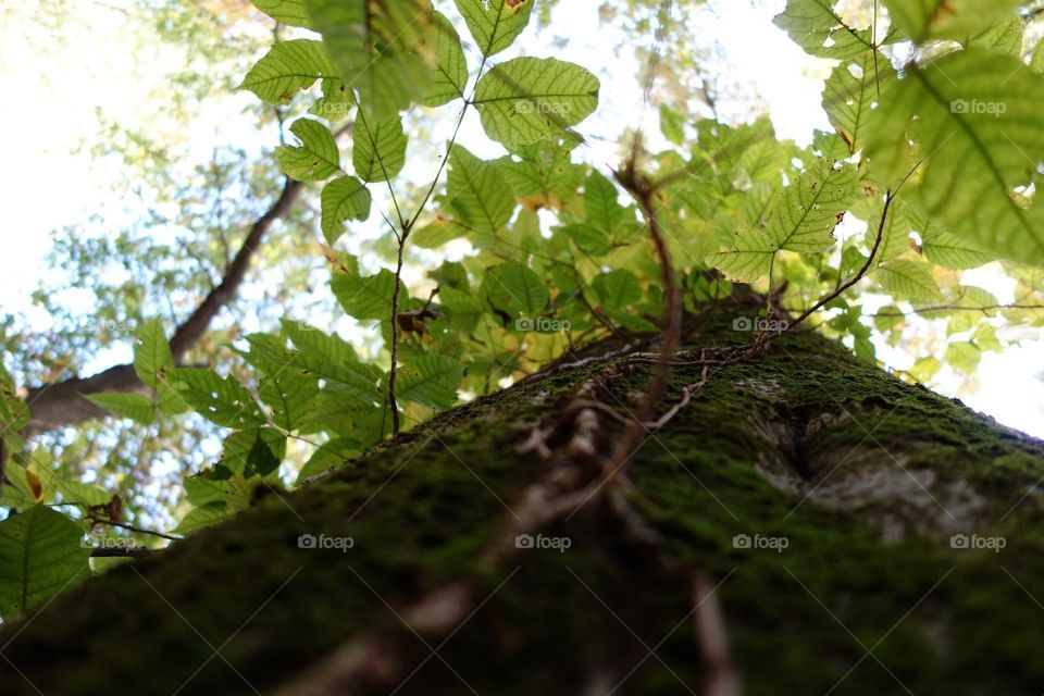 ~iKandiPhotography~ Looking up at a tree in summer 