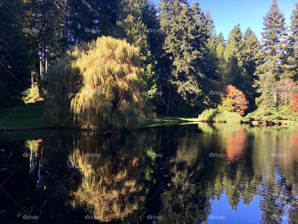 Fall Reflections