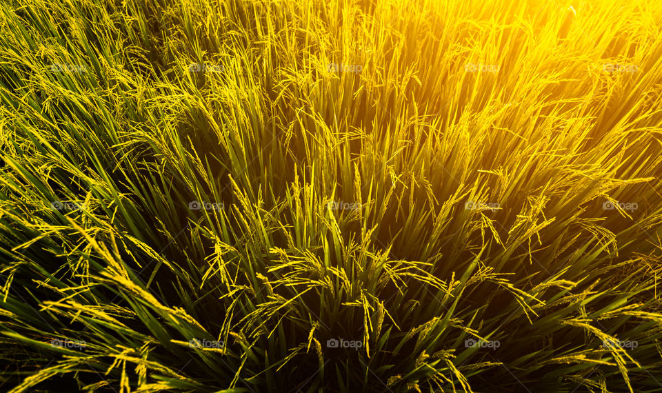 the golden field and golden hour