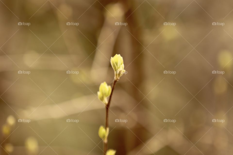 new leaf, leaf, spring, tree