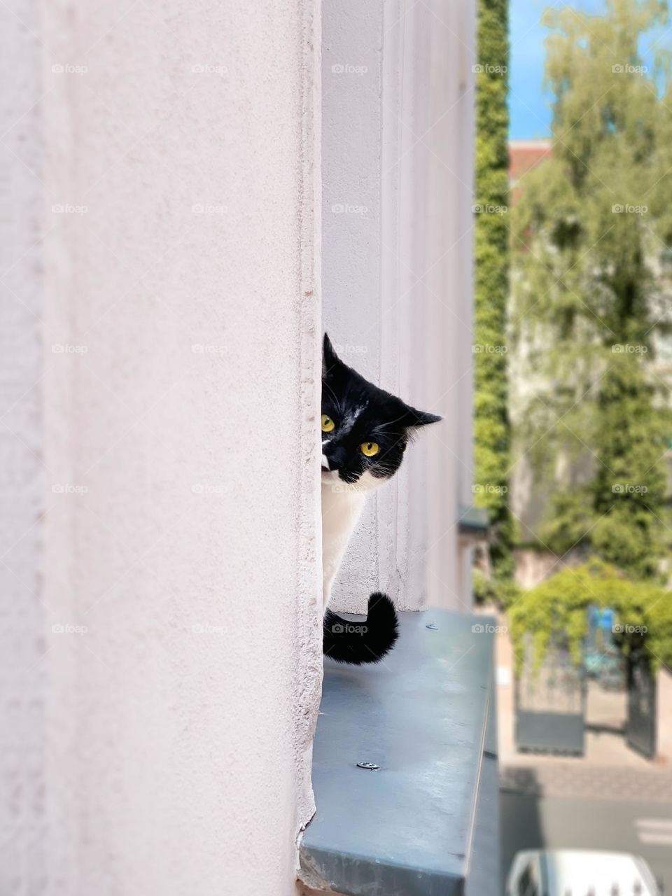 Cute cat on window 