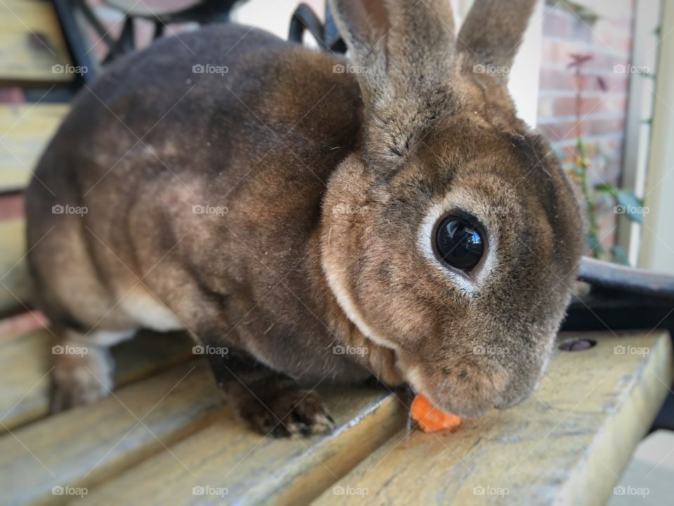 Bunny eating a carrot sitting on a deck