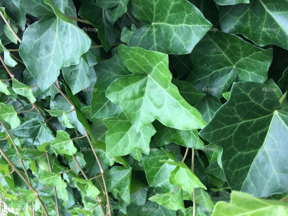 Healthy ivy