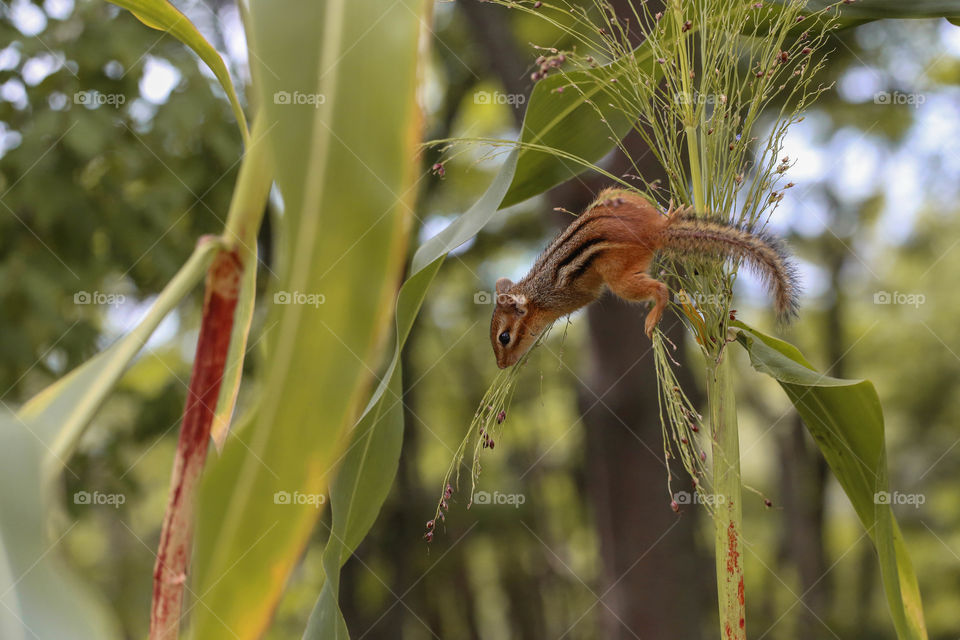 Chipmunk on a plant, in action