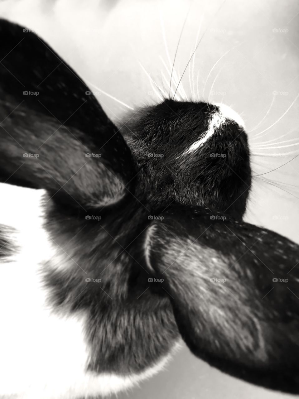 The better to hear you with...