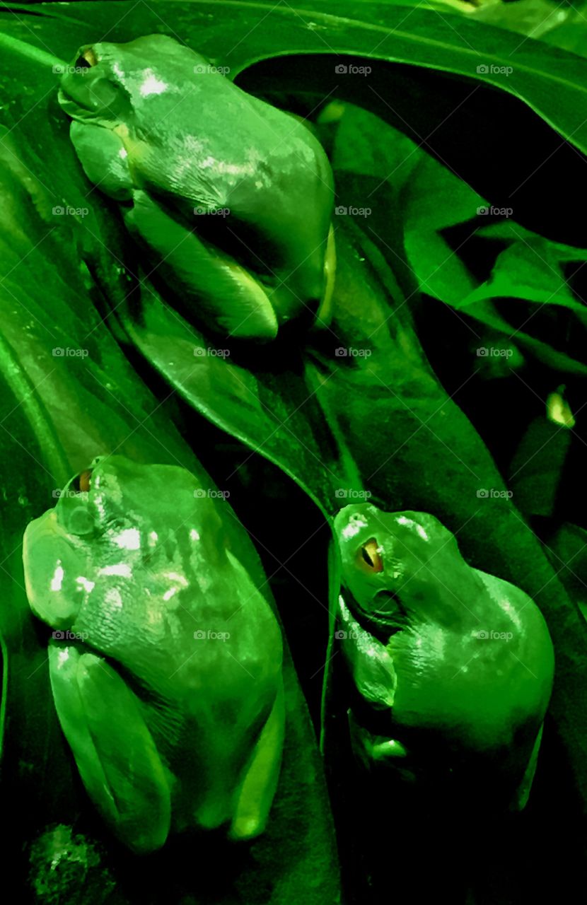 Two company threes a crowd