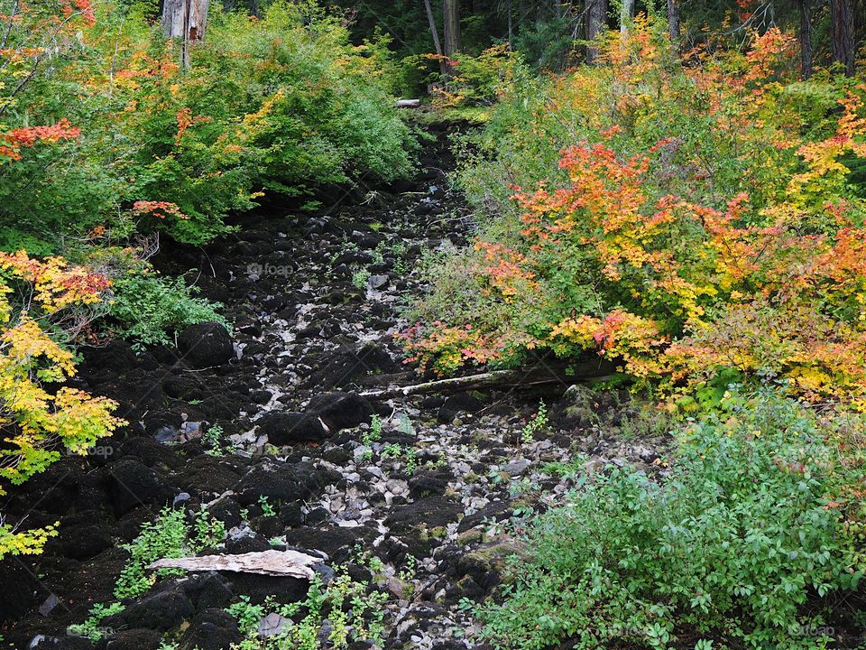 A dried riverbed near the headwaters of the McKenzie River in the Willamette National Forest in Oregon explodes in beautiful fall colors in the foliage and maple trees.