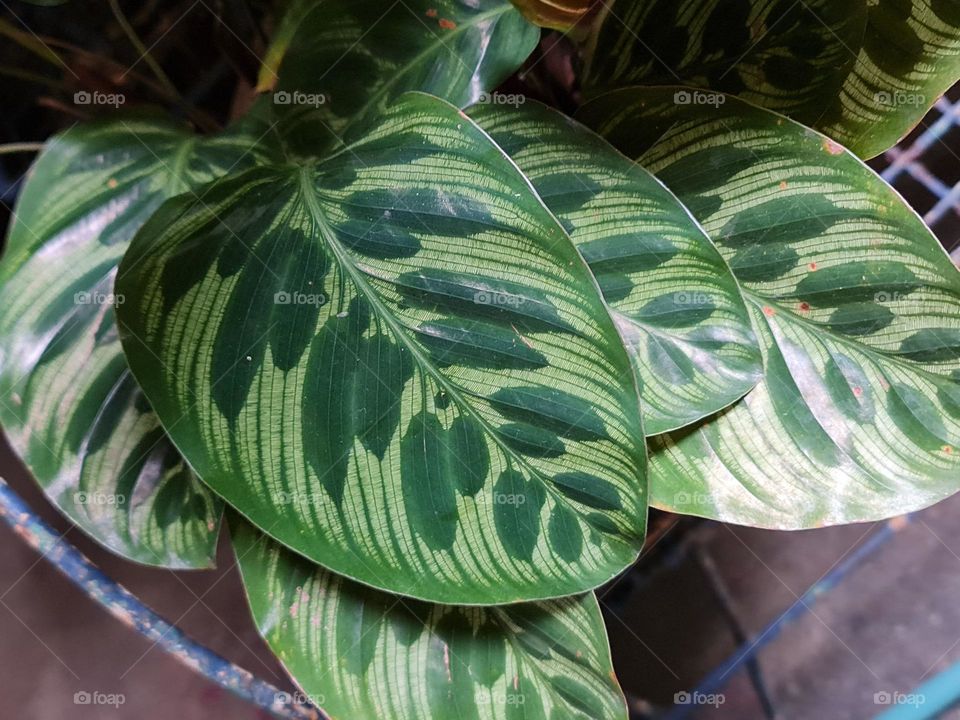 love the color vatiations in green, so calming and intriguing to look at