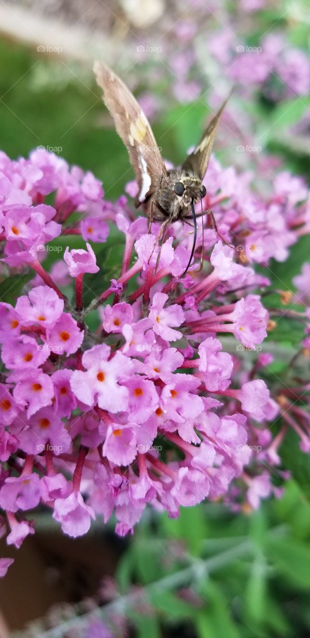 Butterfly and the butterfly bush