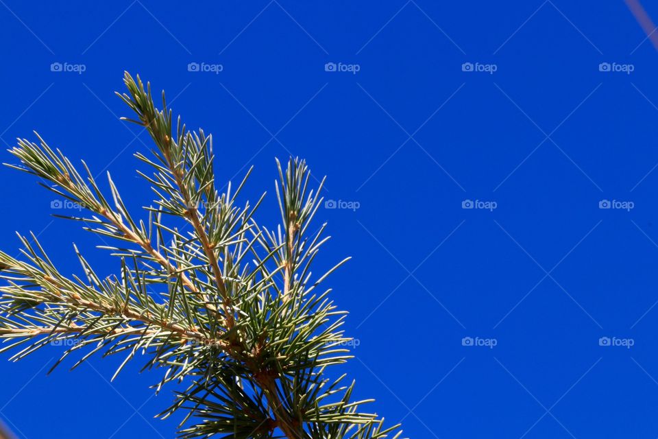 Evergreen pine bough branch against a vivid blue sky
Minimalist