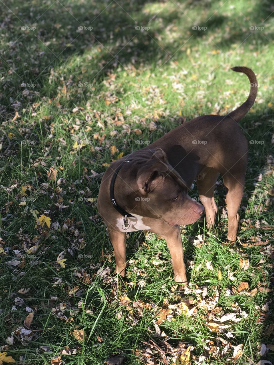 Fall leaves and a puppy 