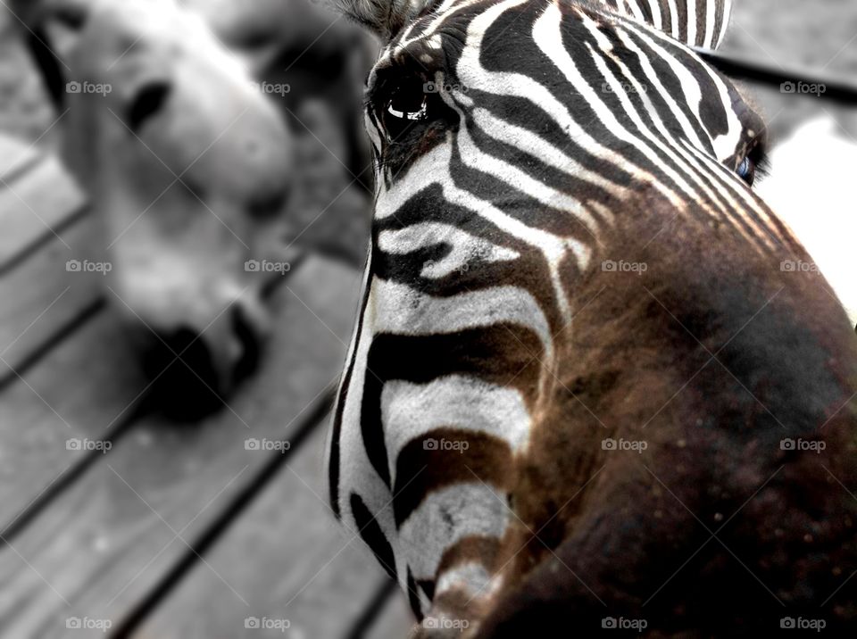 Zebra 