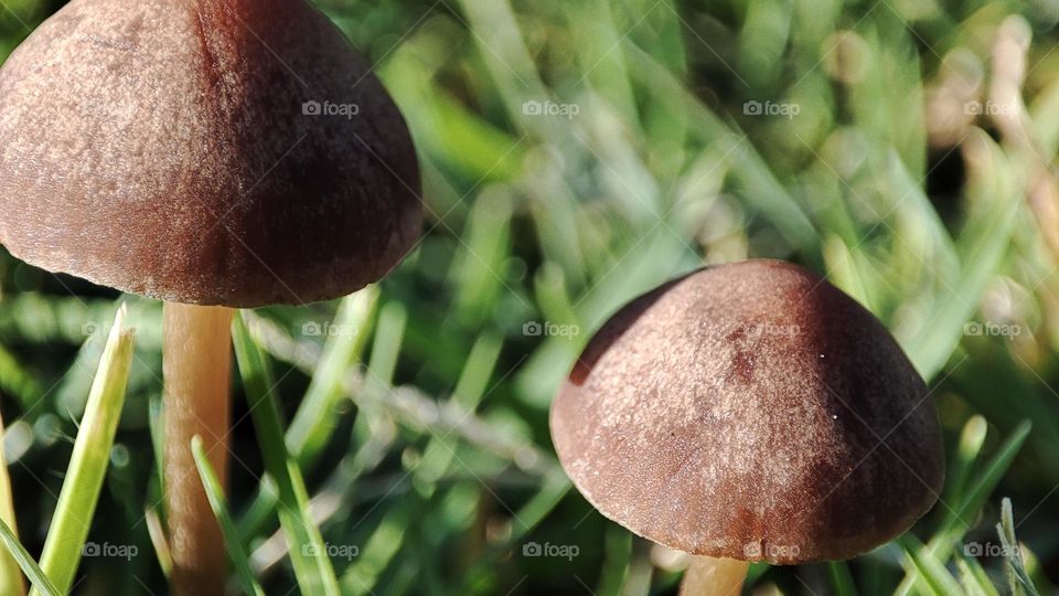 Mushrooms on the grass