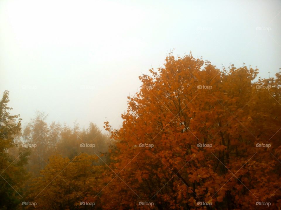 Fall, Leaf, Tree, Dawn, Fog