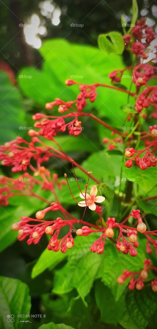 A typical Kerala flower called 'Krishna Kireedam' or the crown of Krishna which blooms mostly during the season of the festival of Onam, which falls during the months of August and September each year.