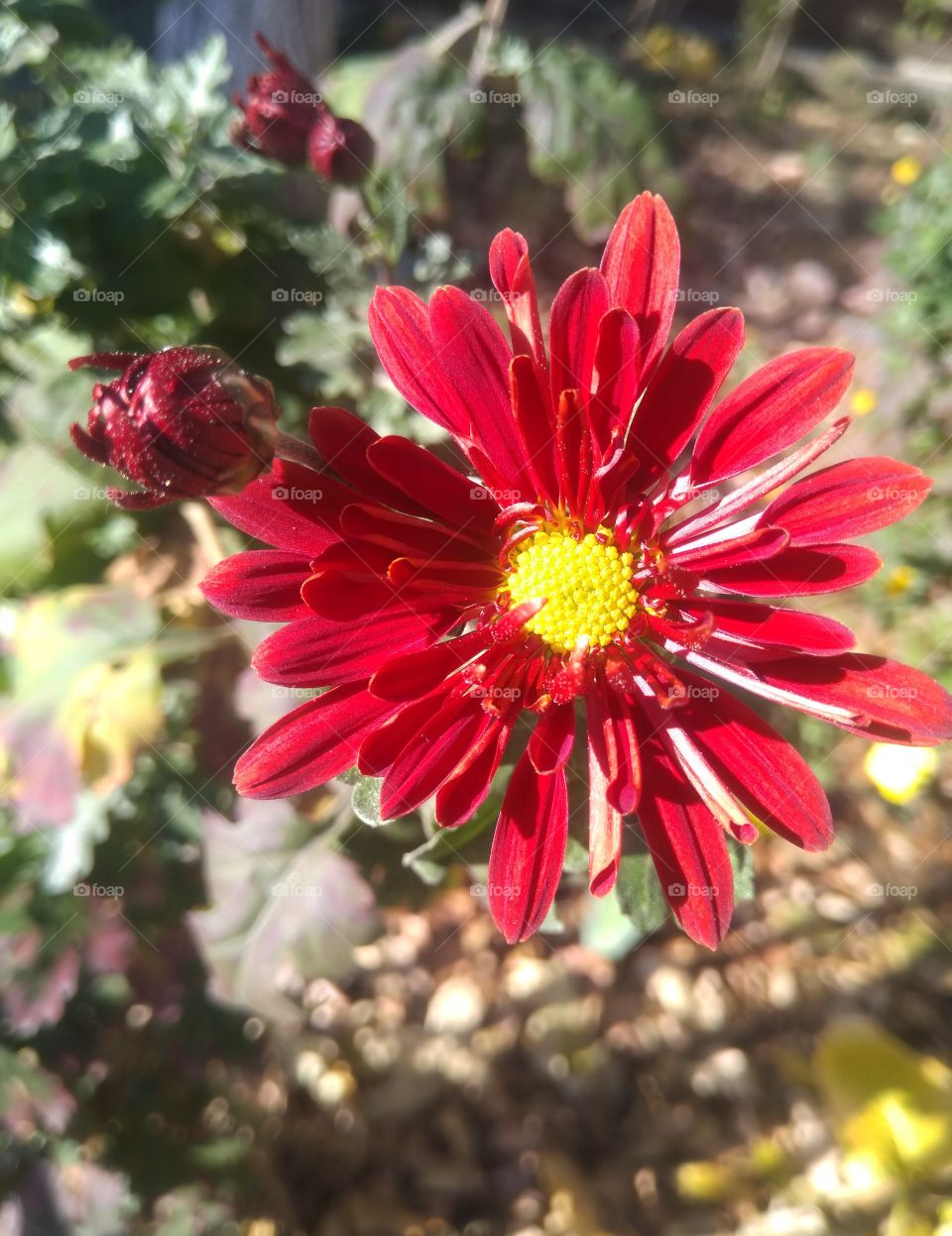 red flower
