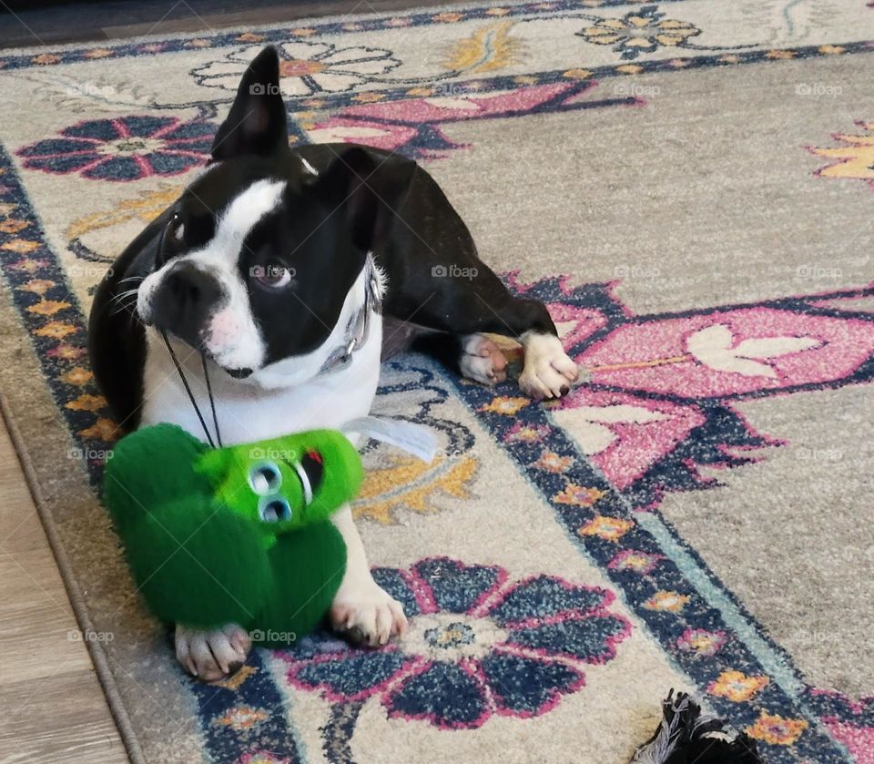boston terrier puppy playing with toy