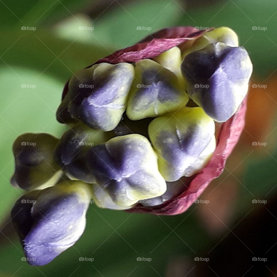 close up of evolving buds of blue  agapanthus