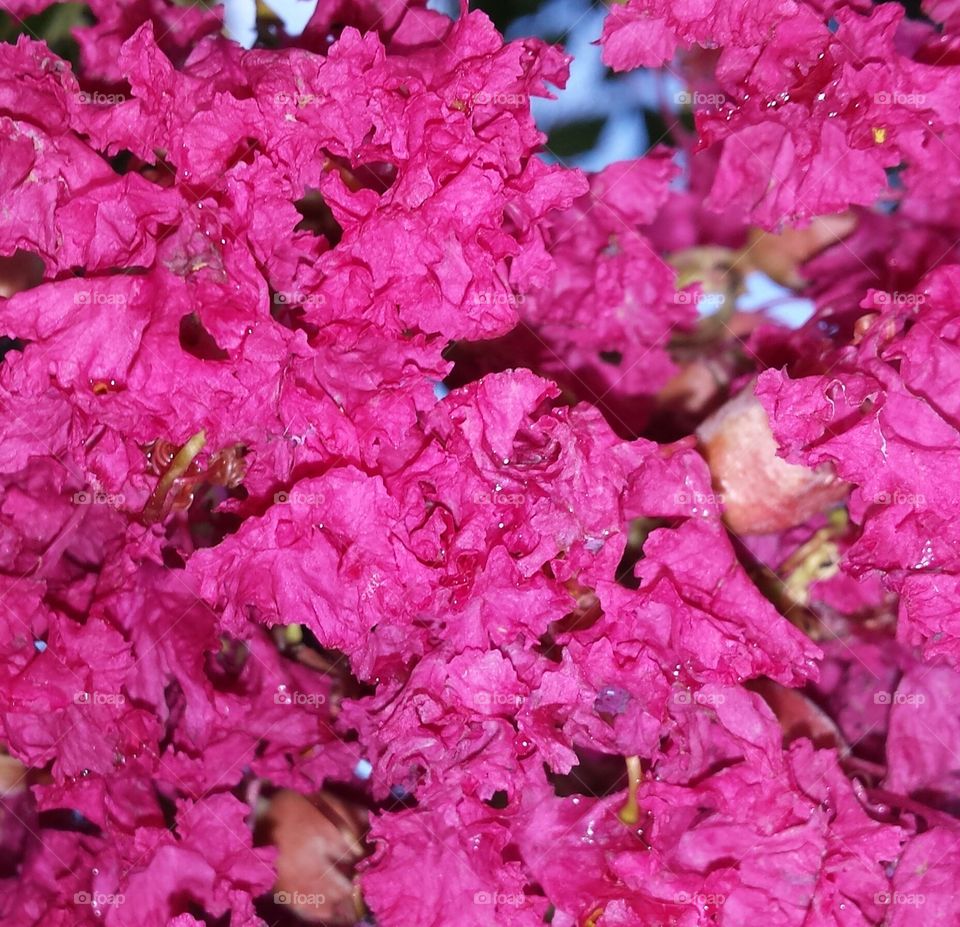 up close blooming crepe myrtle