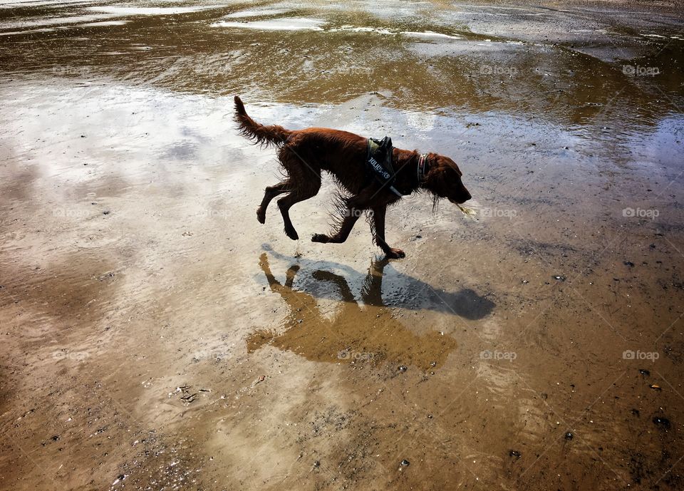 Love this one of Quinn ...it shows both his shadow and reflection  🐶💜