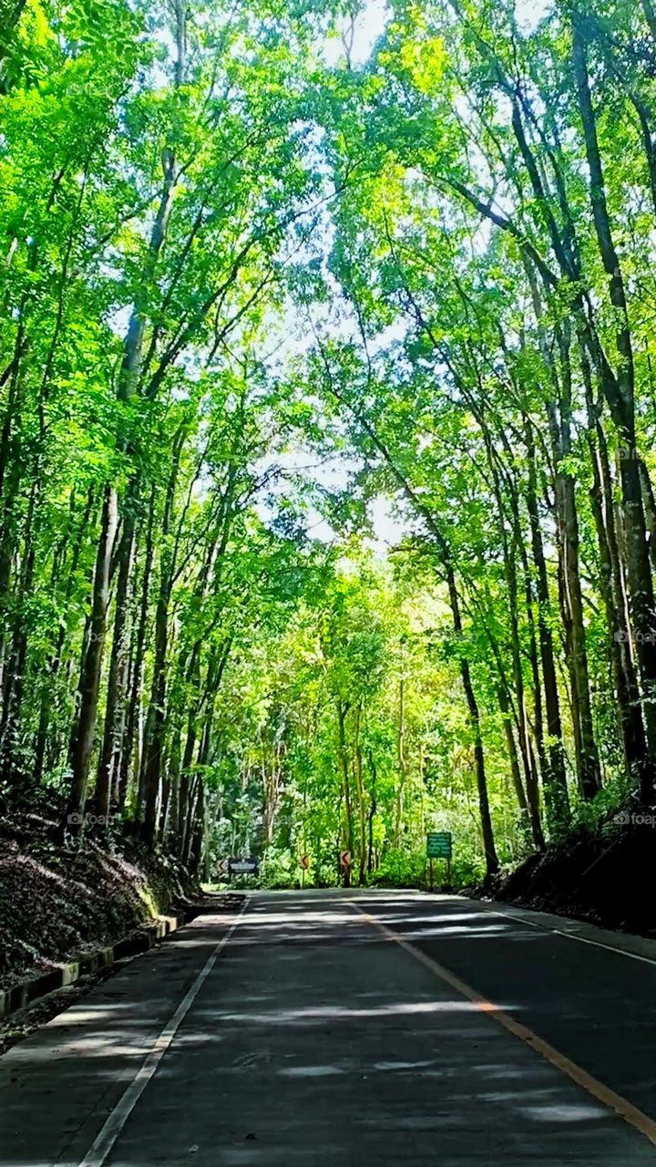 Manmade Forest in Bohol, Philippines