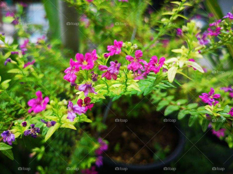 Small pink flower and green leafs.