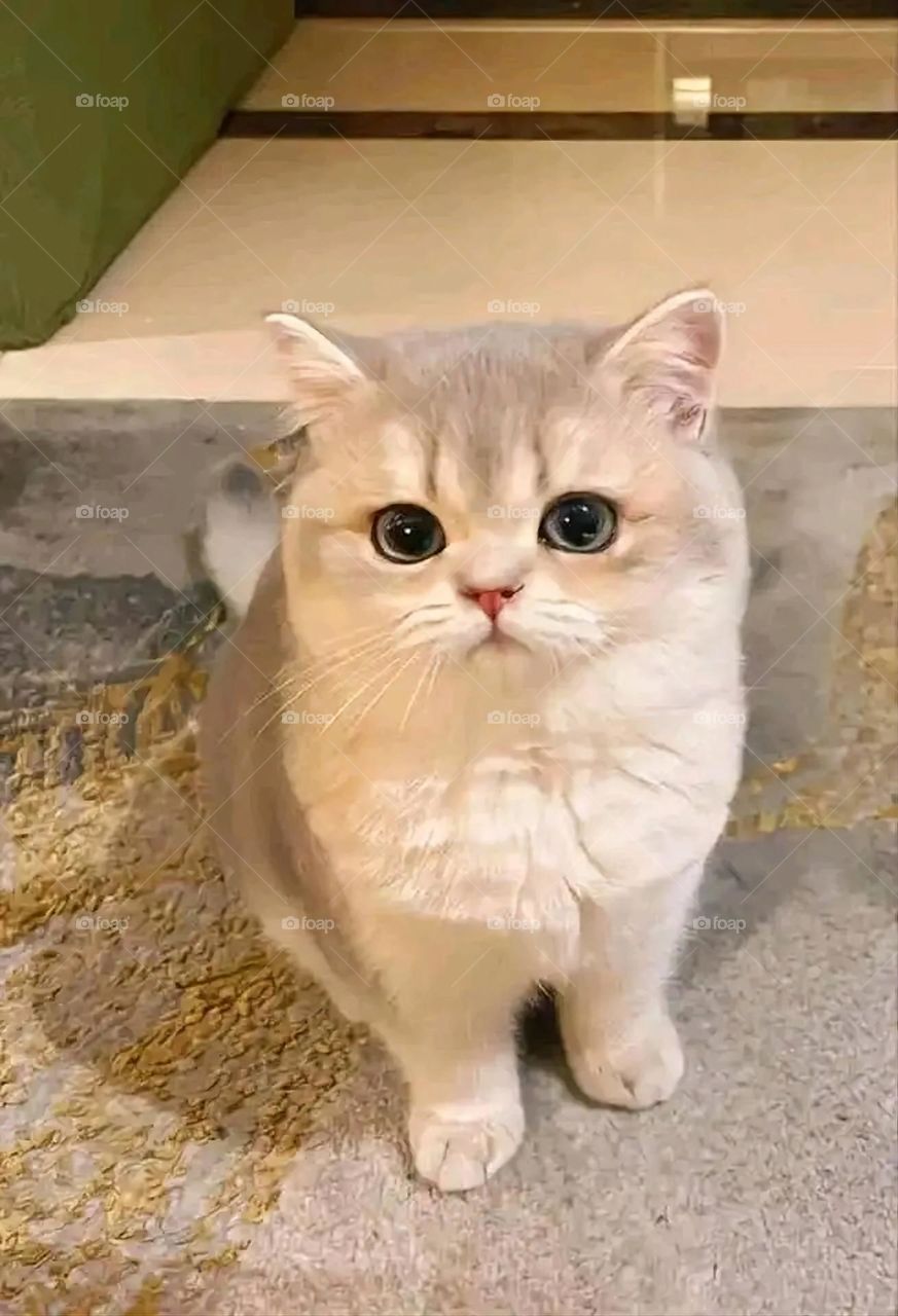 A very beautiful picture, and there is no better picture than it. There is no better picture of green herbs and colorful, red and white roses than it. Glory be to God, the natural and picturesque view, and there is no more