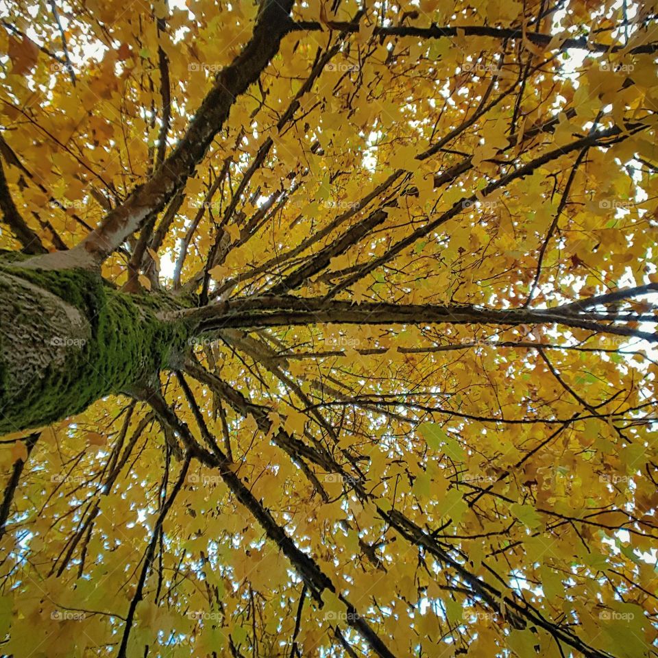 Fall, Leaf, Tree, Wood, Nature
