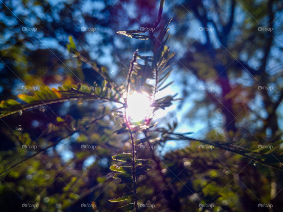 Sunlight through the tree leafs