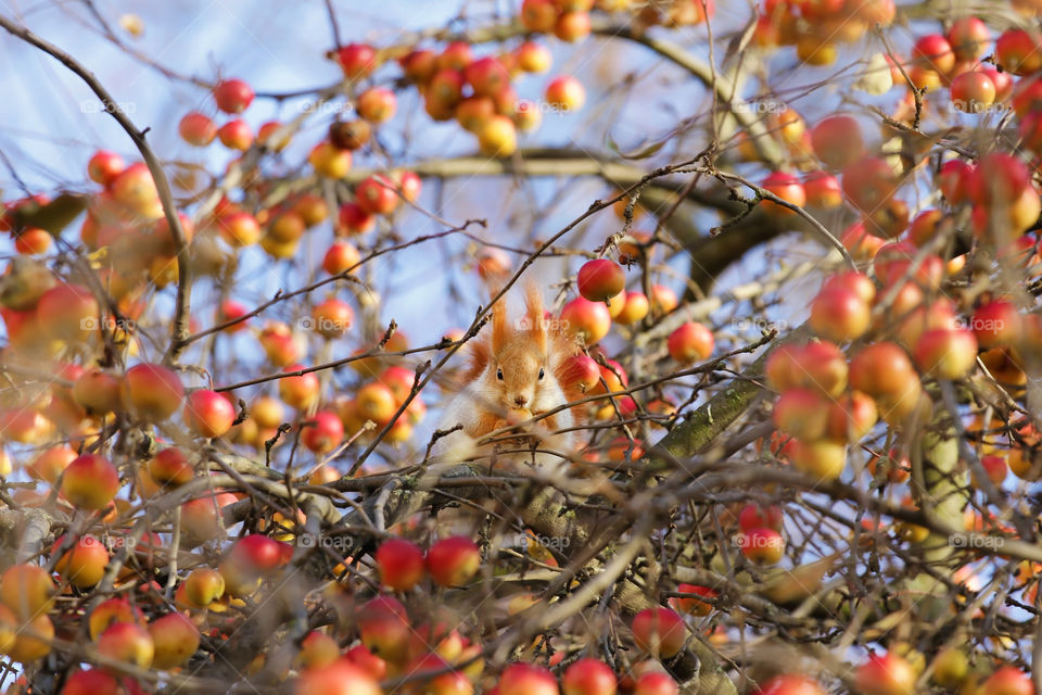 Cute squirrel eats an apple