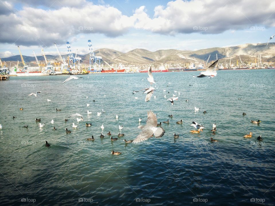 The sea, ducks and gulls swim. Gulls and pigeons fly. In the background-the port, sea transport and a mountain range.