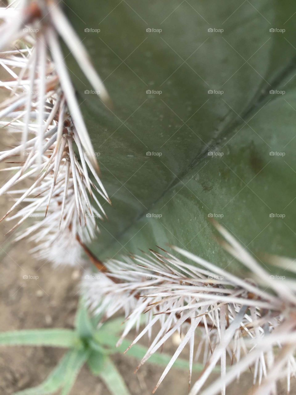 Big cactus closeup.