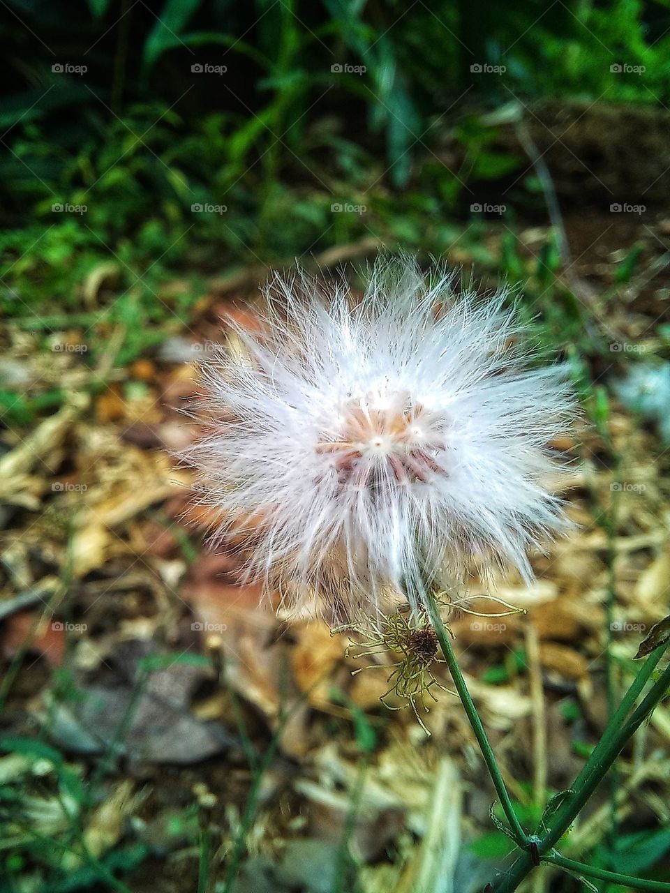 The white sinrong flower is blooming