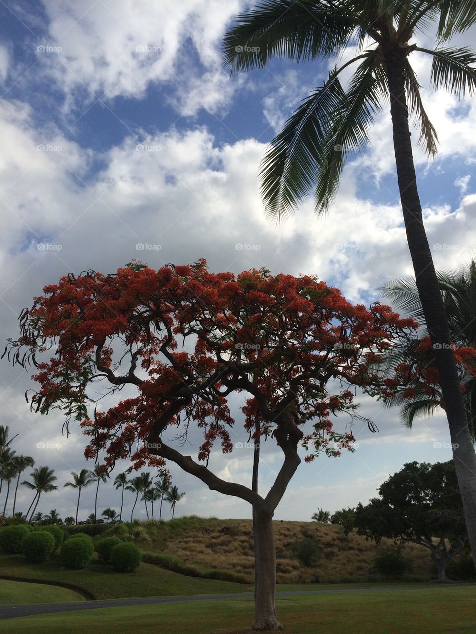 Coral tree