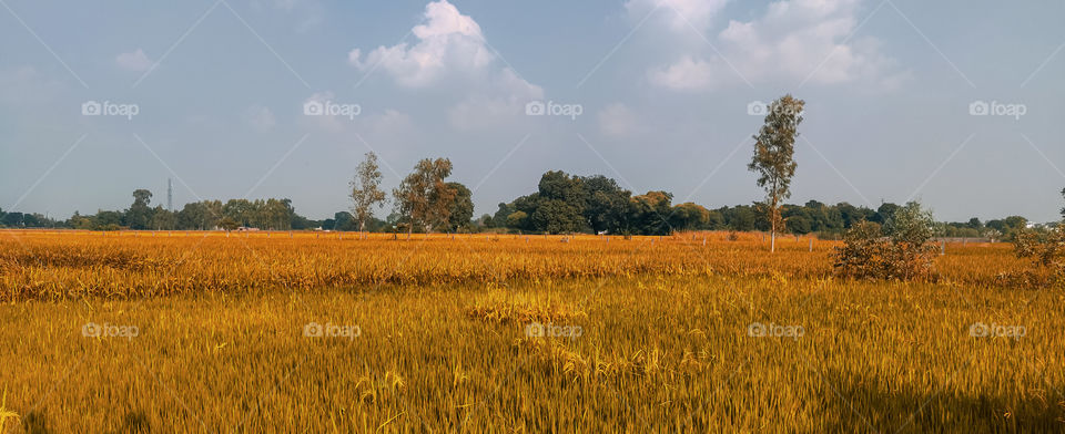 Autumn is clearly visible with the color of a grassland