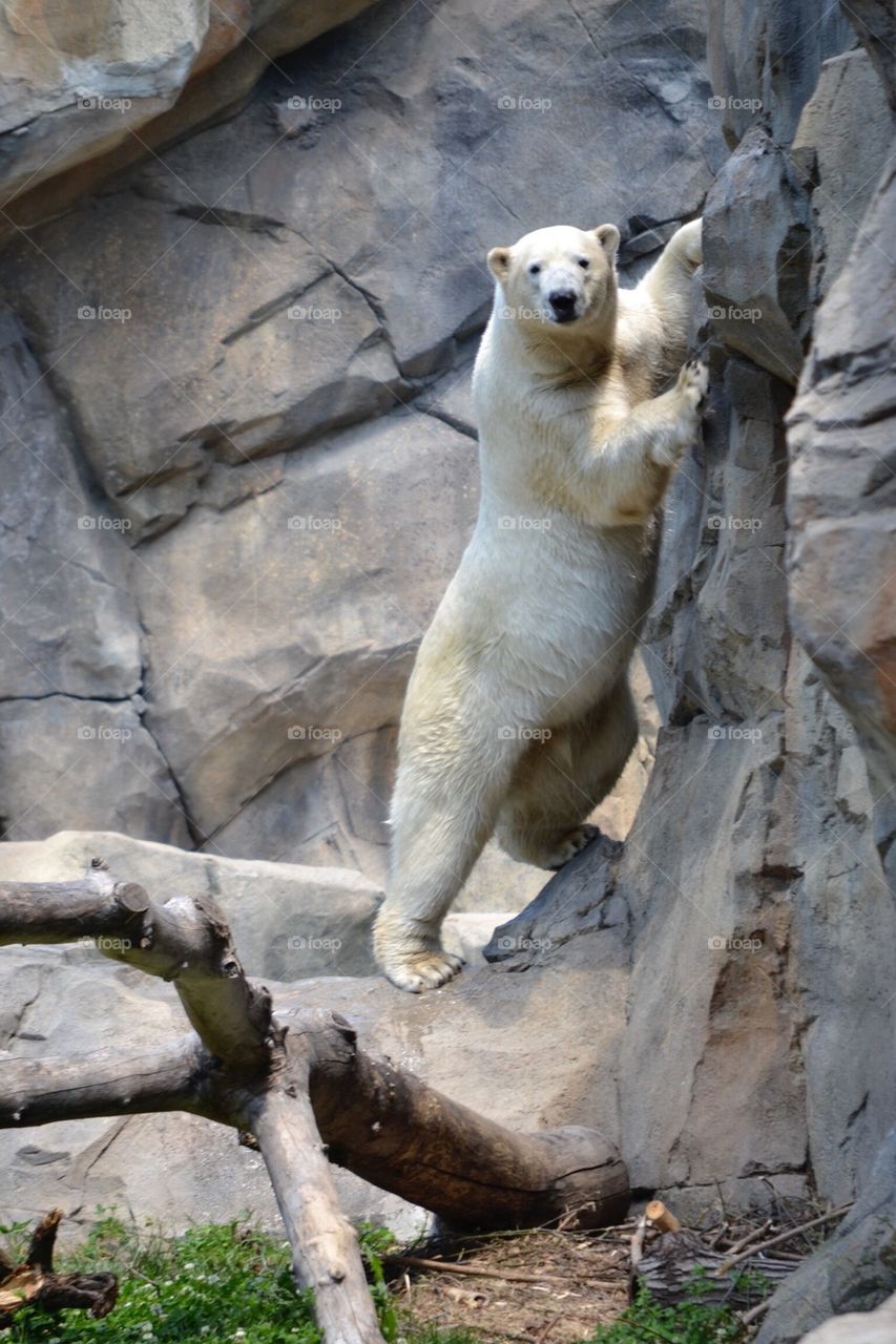 Polar Bear