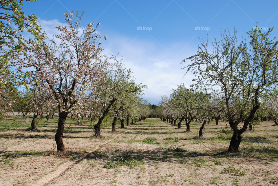 Beautiful landscape of cherry trees and almond blossoms in a natural park in Teruel, Spain