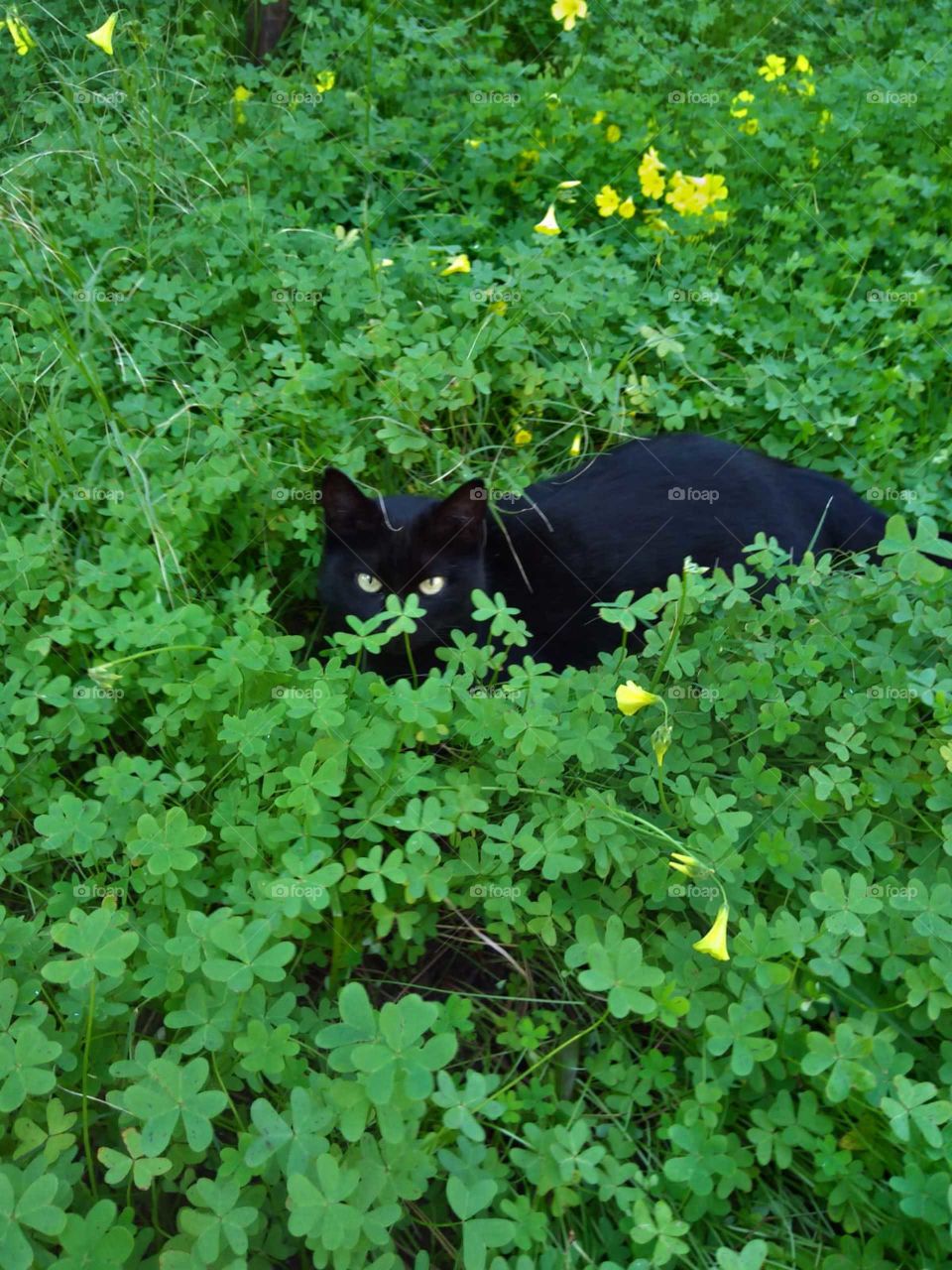 Cat in the nature