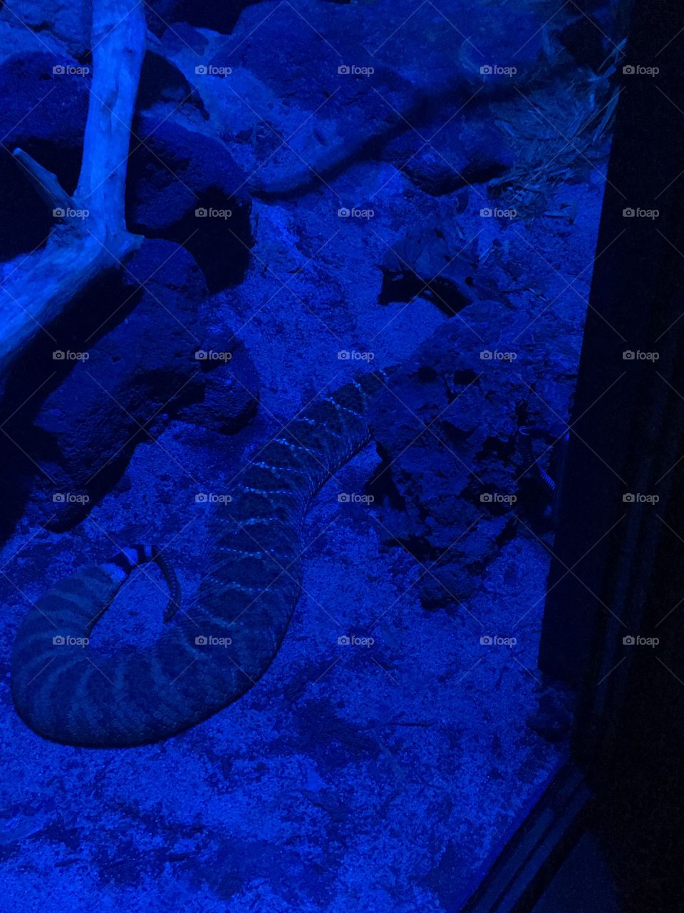 Underwater, No Person, Fish, Ocean, Water