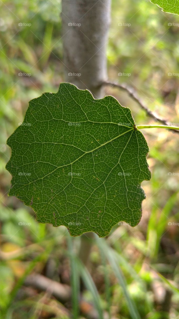 A beautiful aspen leaf in forest against the sun. Closeup photo.