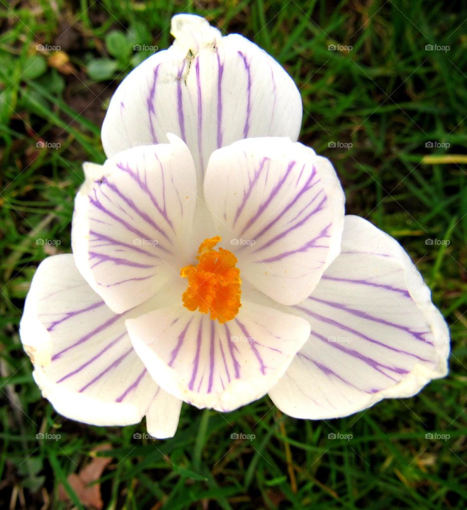 crocus