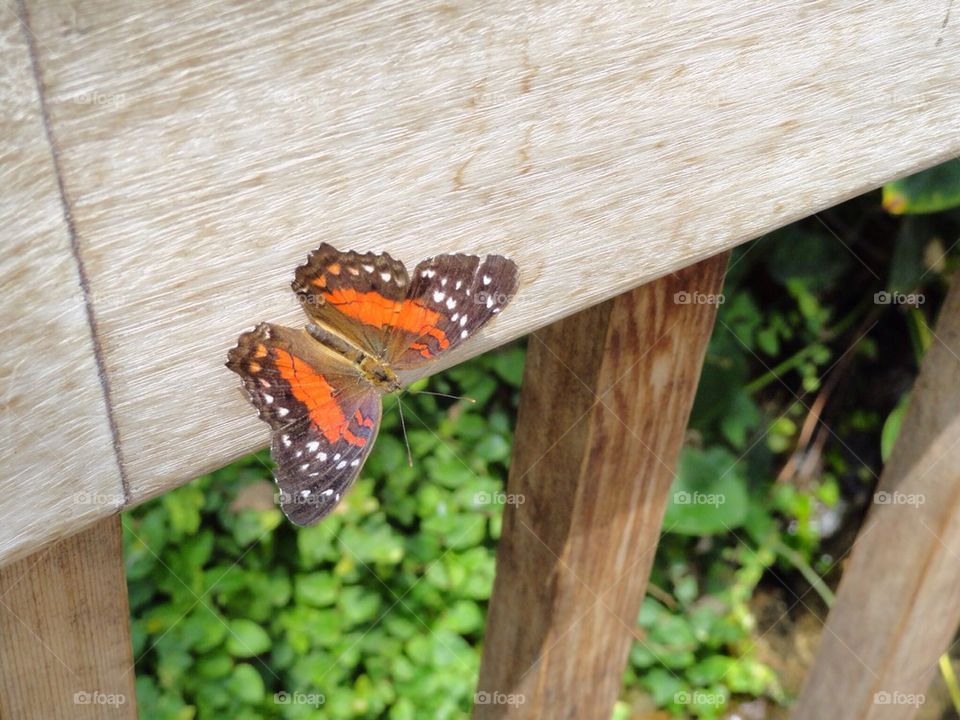 Butterfly on wood 3