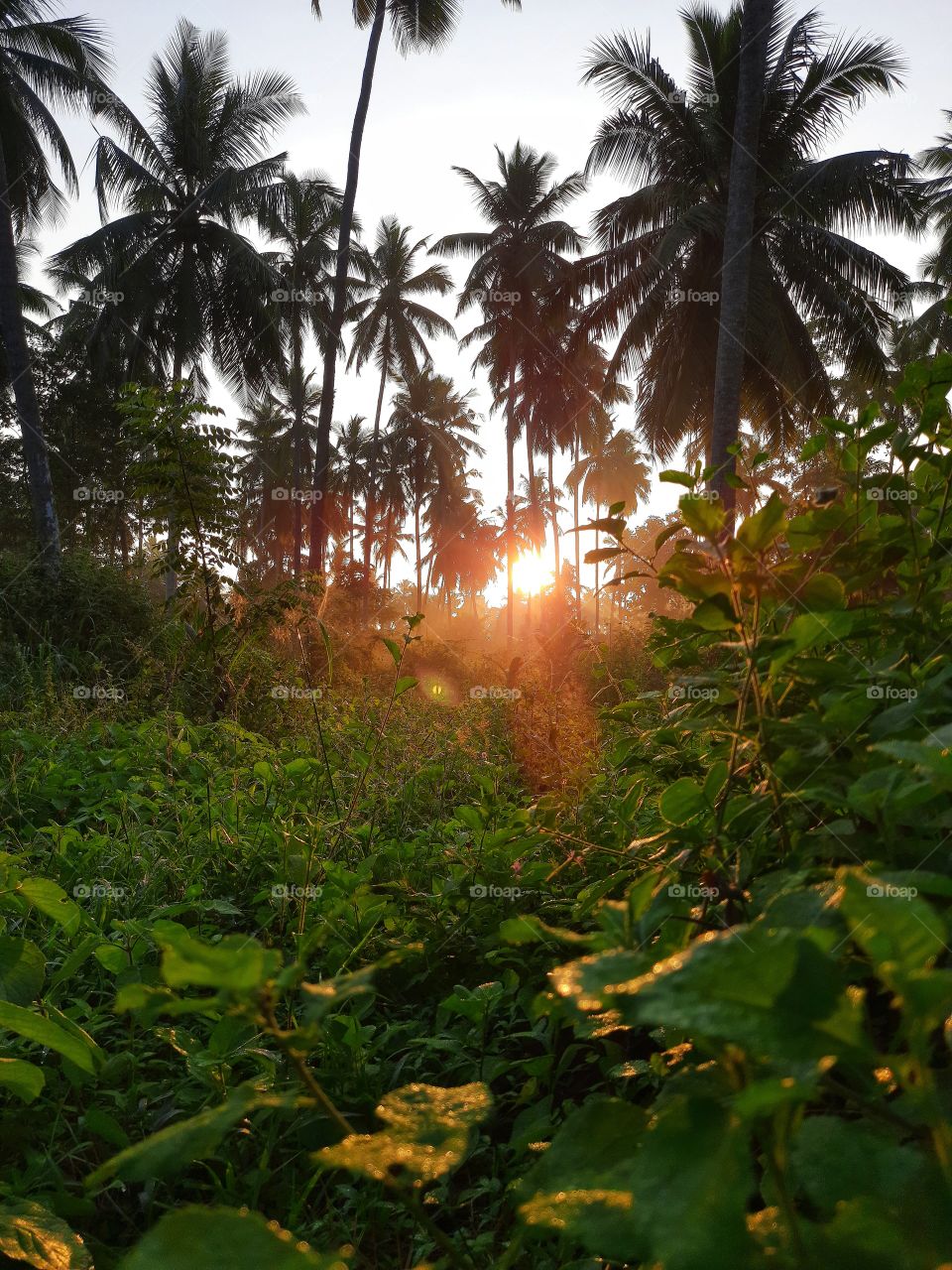 A Beautiful Nature in the morning