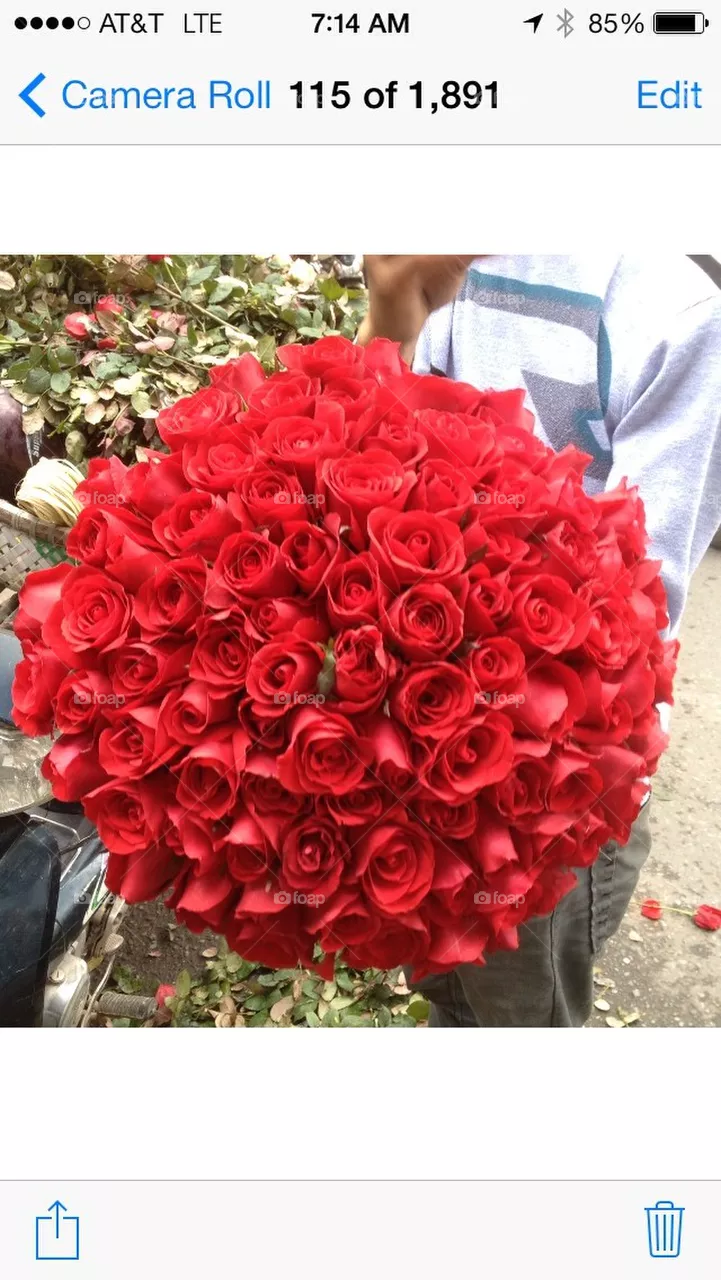 Red Roses
