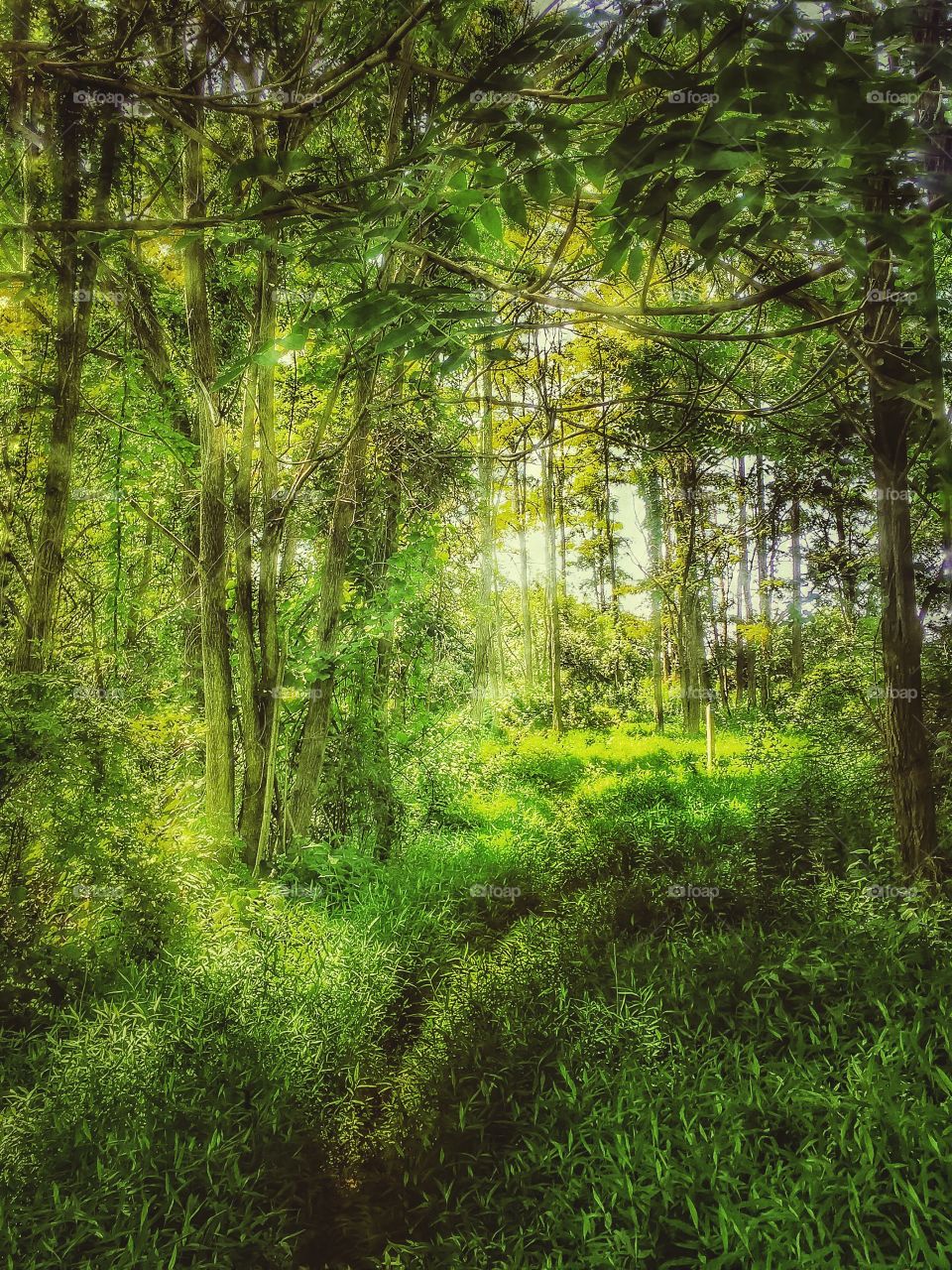 Thick, green canopy. Thick canopy in the middle of the forest 