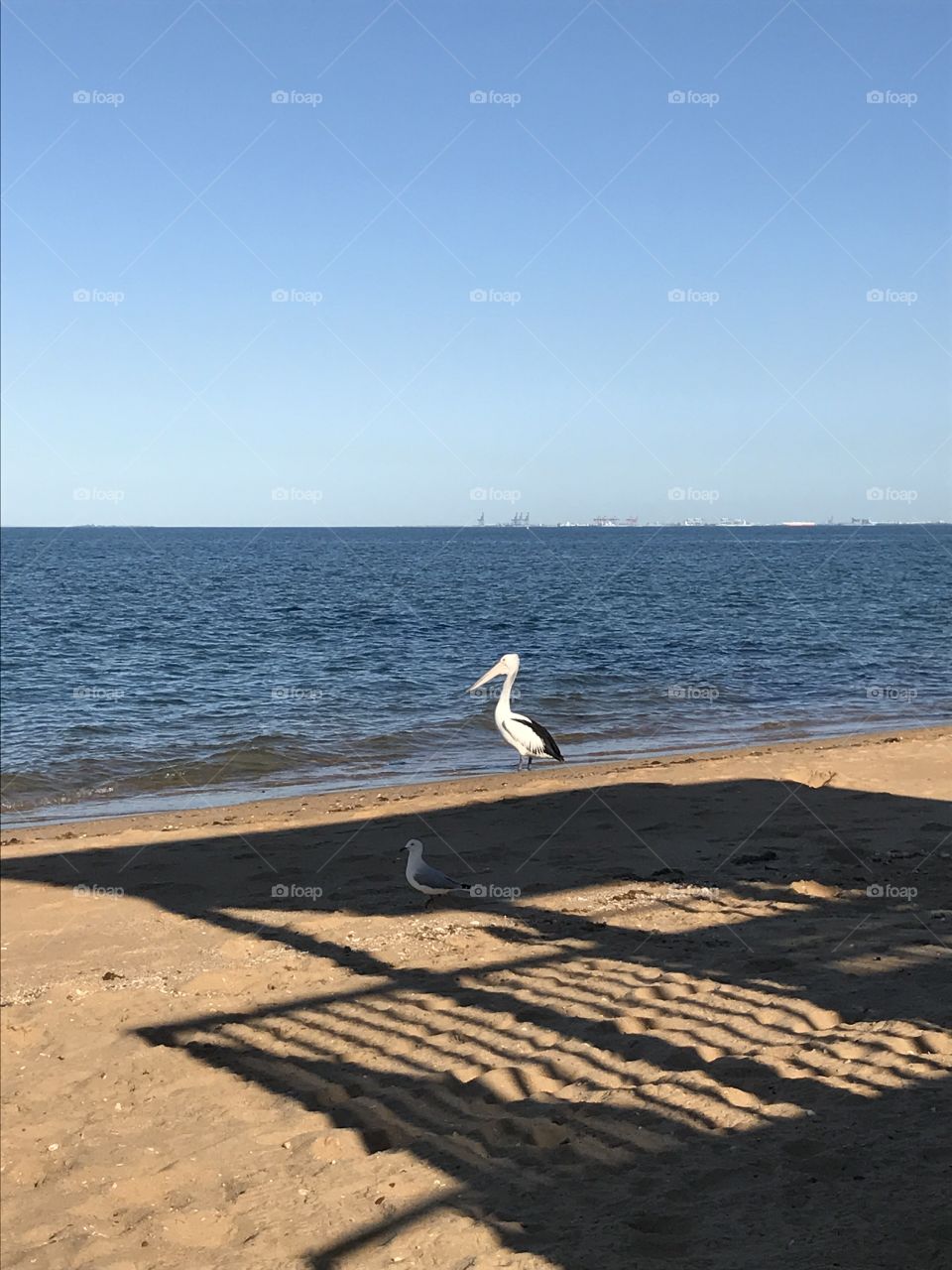 Pelican, ocean, sand