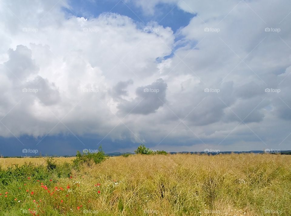 feld wolken ernte himmel