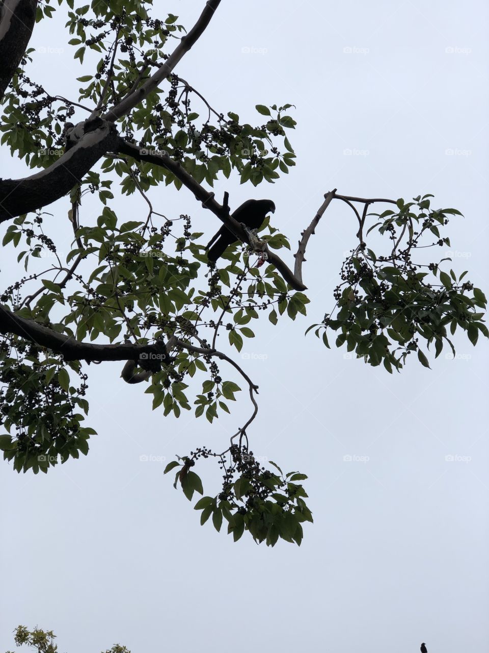 Bird on a tree. 