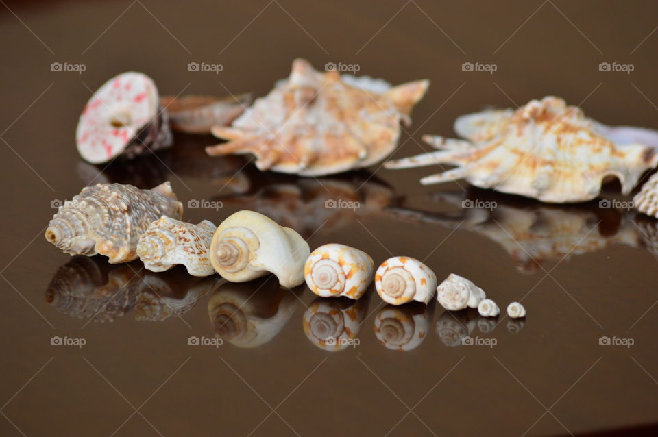 sea shells